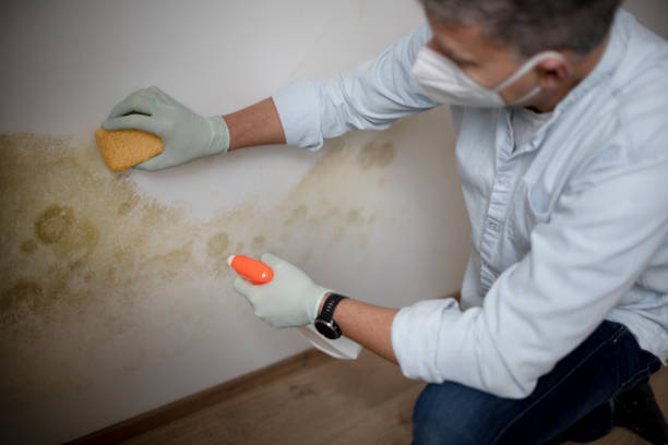 Best Basement Mold Removal  in Wise, VA